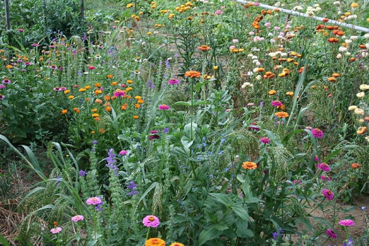 Mélange de fleurs annuelles basses