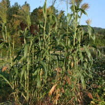 Mélange graminées ornementales