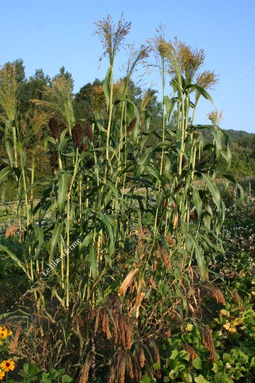 Mélange graminées ornementales