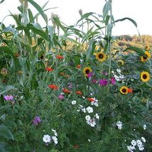 Mélange de fleurs annuelles hautes