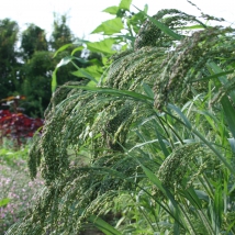 Millet Décoratif