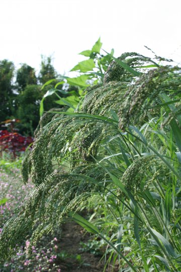 Millet Décoratif