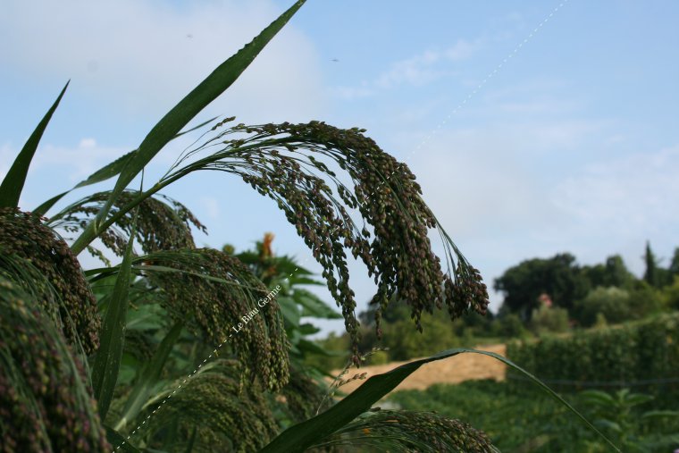 Millet Décoratif