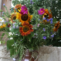 Mélange de fleurs annuelles mellifères