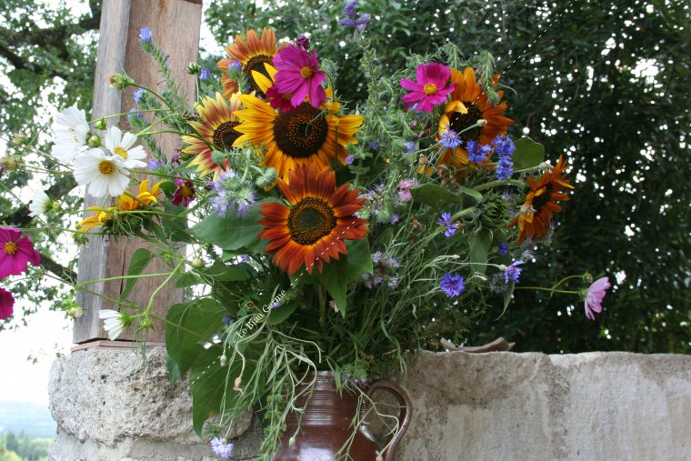 Mélange de fleurs annuelles mellifères