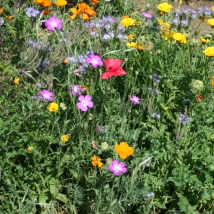 Melange de fleurs bisannuelles semis d'automne