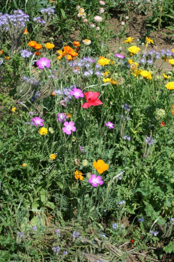 Melange de fleurs bisannuelles semis d'automne