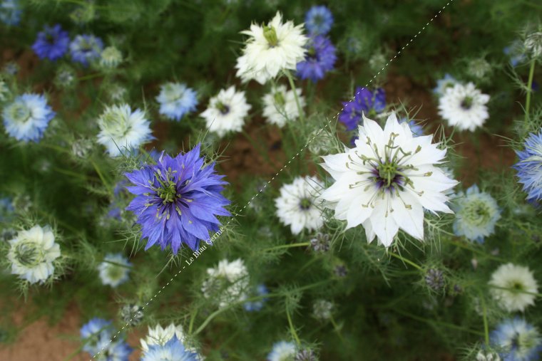 Nigelle de damas