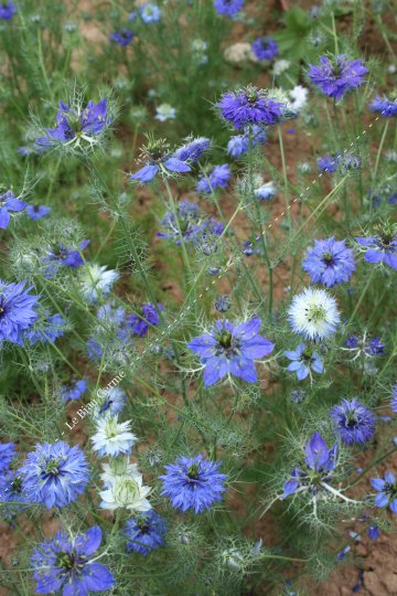 Nigelle de damas