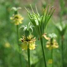 Nigelle orientale