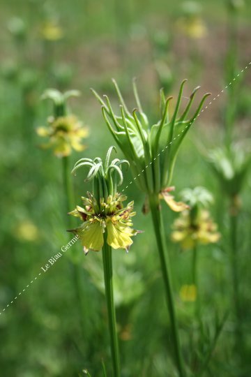 Nigelle orientale