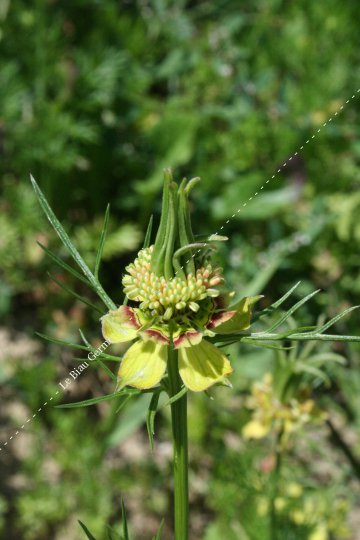 Nigelle orientale