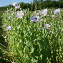 Pavot à fleur blanche