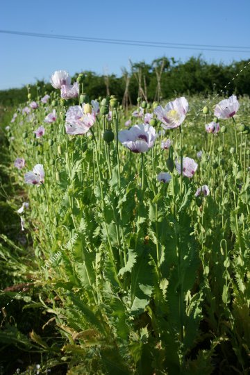 Pavot à fleur blanche