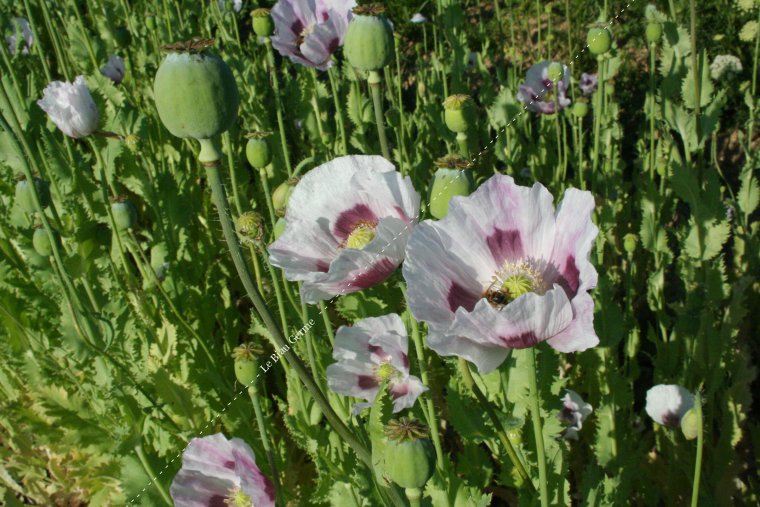 Pavot à fleur blanche