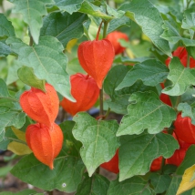 Physalis franchetti