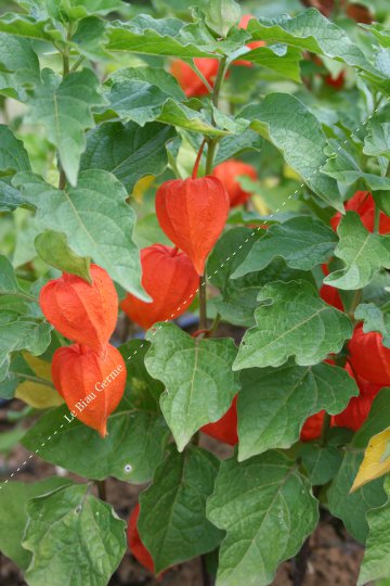 Physalis franchetti