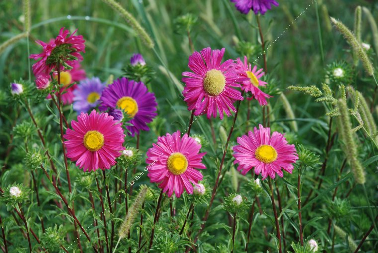 Reine-Marguerite