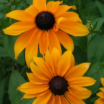 Rudbeckia annuel