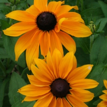 Rudbeckia annuel