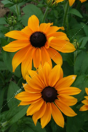 Rudbeckia annuel