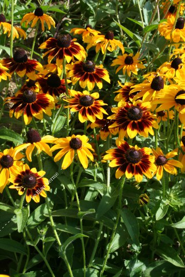 Rudbeckia annuel