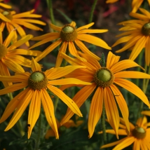 Rudbeckia à oeil vert 