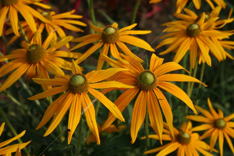 Rudbeckia à oeil vert 