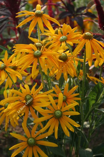 Rudbeckia à oeil vert 