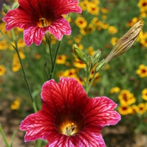 Salpiglossis grandiflora