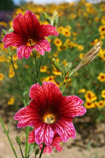 Salpiglossis grandiflora