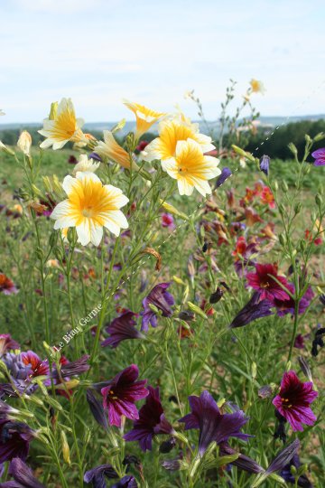 Salpiglossis grandiflora
