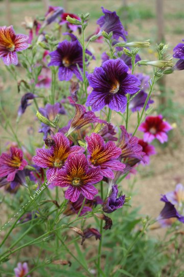 Salpiglossis grandiflora