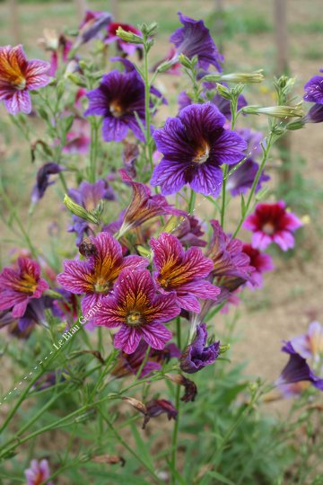 Salpiglossis