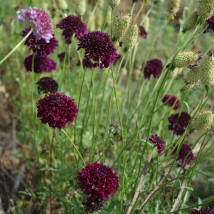 Scabieuse des jardins