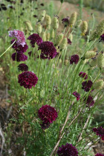 Scabieuse des jardins