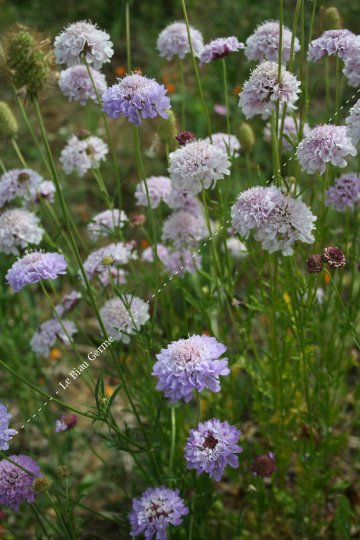 Scabieuse des jardins