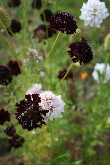 Scabieuse des jardins