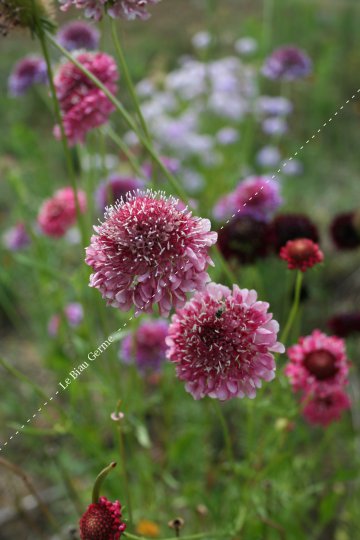 Scabieuse pourpre