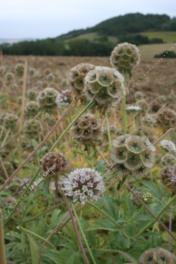 Scabieuse étoilée | LE BIAU GERME