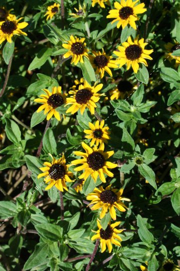 Sanvitalia procumbens