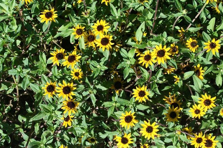 Sanvitalia procumbens