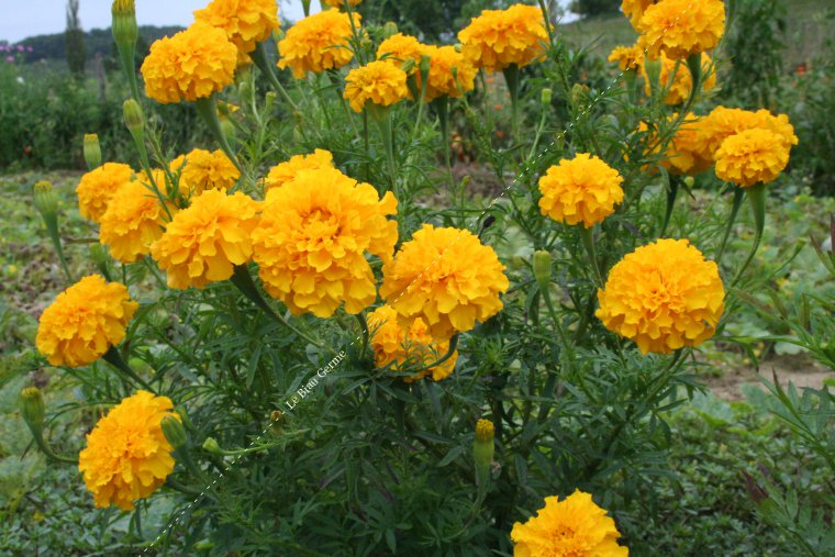 Tagète à grande fleur