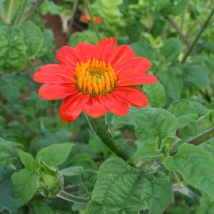 Tithonia 