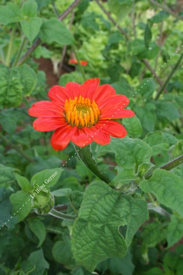 Tithonia 