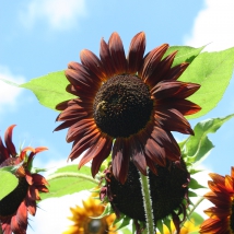 Tournesol des jardins