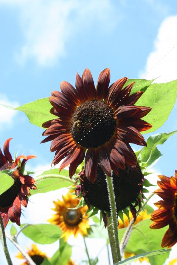 Tournesol d'ornement en mélange - Bio - Jardins de l'écoumène