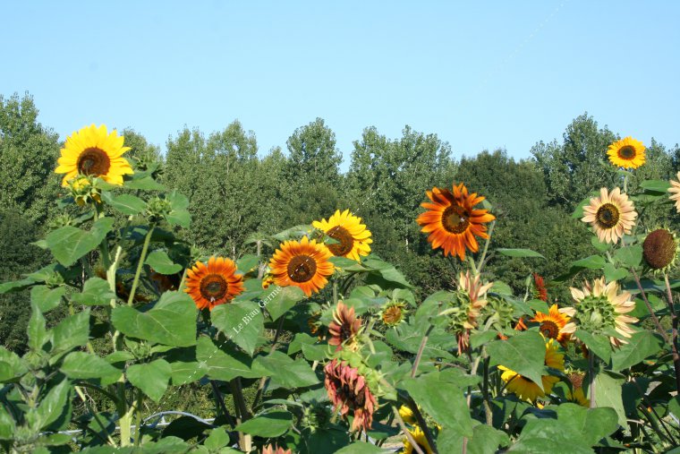 Graines Tournesol des jardins pourpre bio - Graines del pais - Terre Vivante