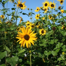 Tournesol à petites fleurs