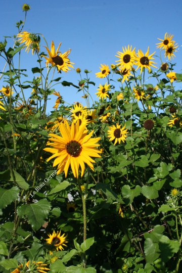 Tournesol à petites fleurs